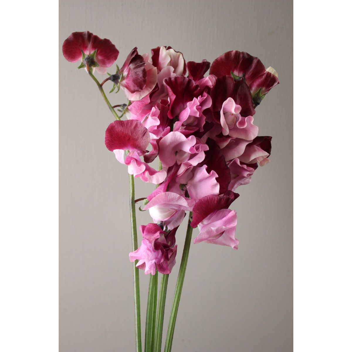 生花 スイトピー 紅式部 赤紫 ピンクツートン Fj 通販 はなどんやアソシエ 生花 スイトピー 紅式部 赤紫 ピンクツートン Fj 通販 はなどんやアソシエ