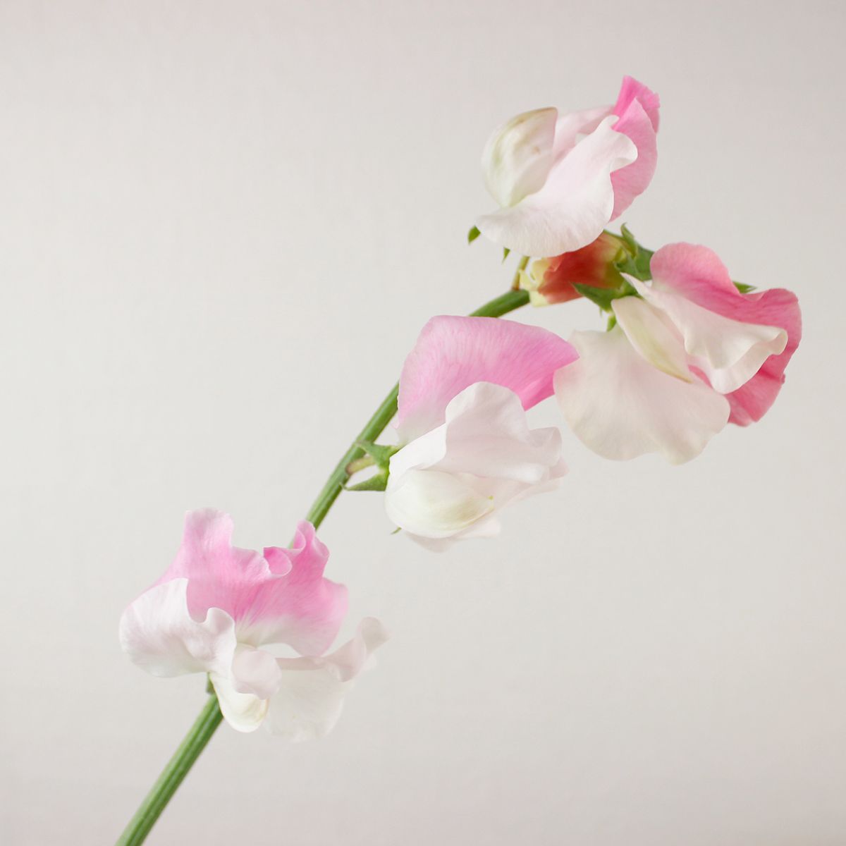 直前 スイトピー 恋式部 白 ピンクツートン 生花 通販 はなどんやアソシエ 直前 スイトピー 恋式部 白 ピンクツートン 生花 通販 はなどんやアソシエ