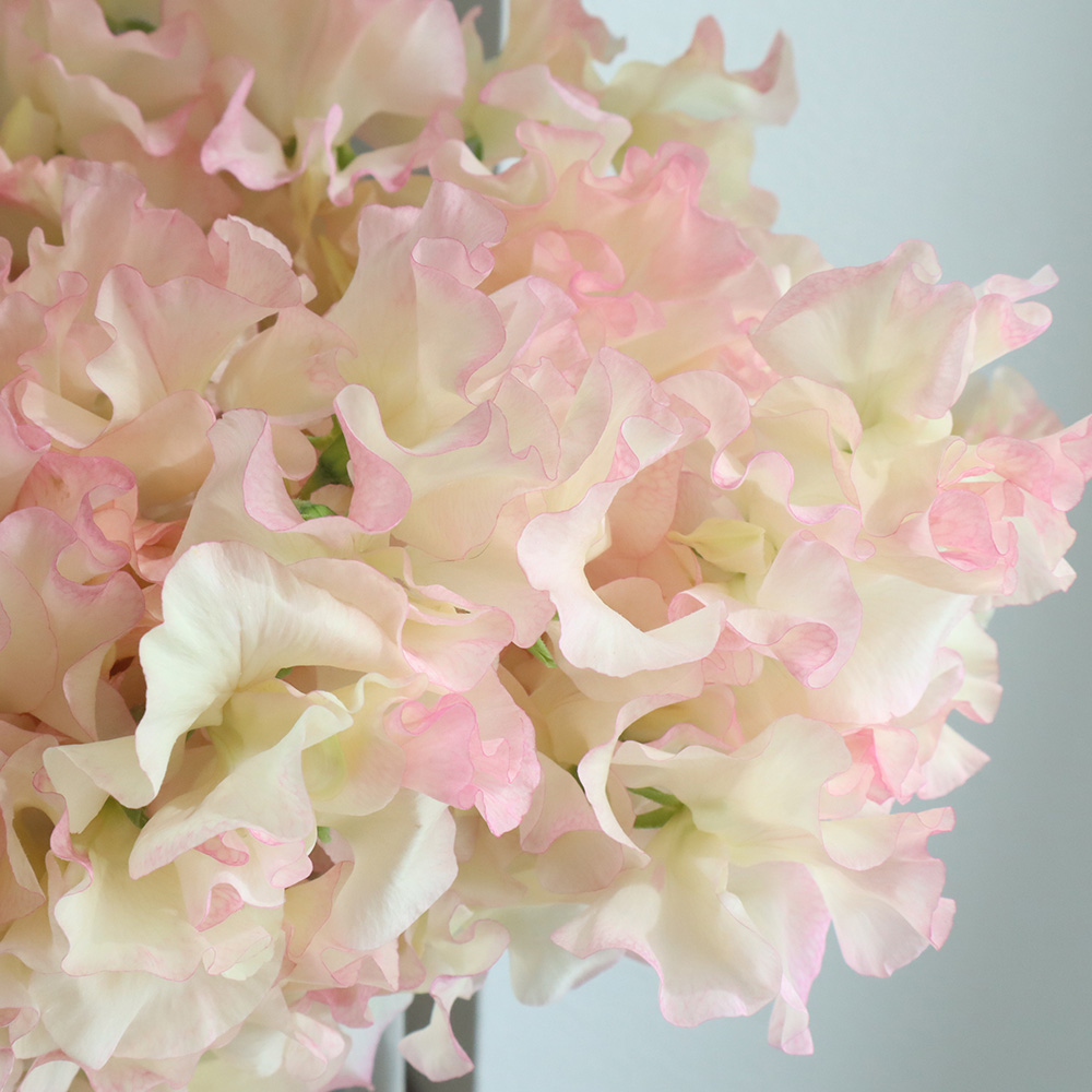 生花】【ハーフロット】スイトピー フローリック 木下農園 - 花