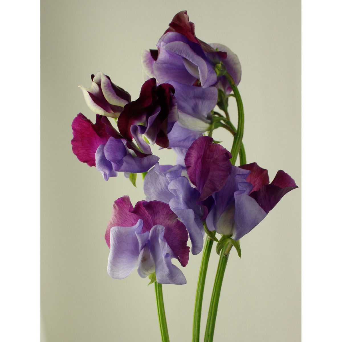 生花 スイトピー 青式部 ブルー 紫ツートン Ot 通販 はなどんやアソシエ 生花 スイトピー 青式部 ブルー 紫ツートン Ot 通販 はなどんやアソシエ