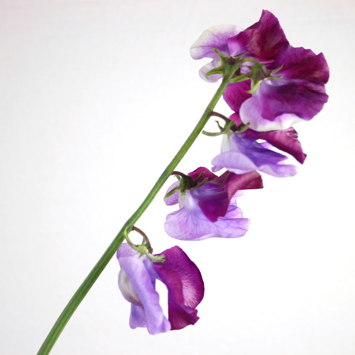 生花 スイトピー 青式部 ブルー 紫ツートン Ot 通販 はなどんやアソシエ 生花 スイトピー 青式部 ブルー 紫ツートン Ot 通販 はなどんやアソシエ