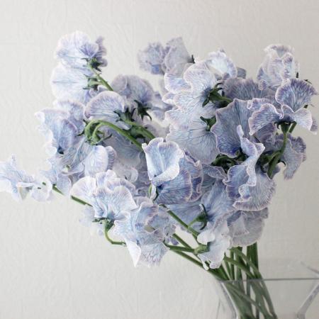 08直前】スポット入荷!スイトピー アッシュブルー(染め) 岡山船穂4P2L