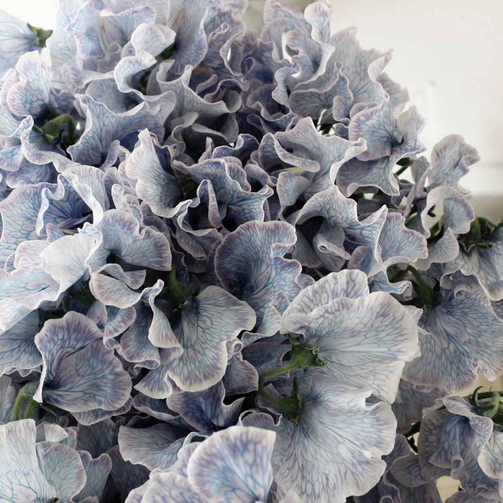 08直前】スポット入荷!スイトピー アッシュブルー(染め) 岡山船穂4P2L