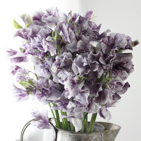 【08直前FJ】スイトピー　スプラッシュヴィーノ(しぼり紫)木下農園4PL【生花】