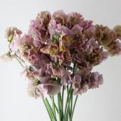 ※販売期間外※【08直前】スイトピー　アンティーク（染め、ブラウンパープル）　岡山船穂3PL【生花】