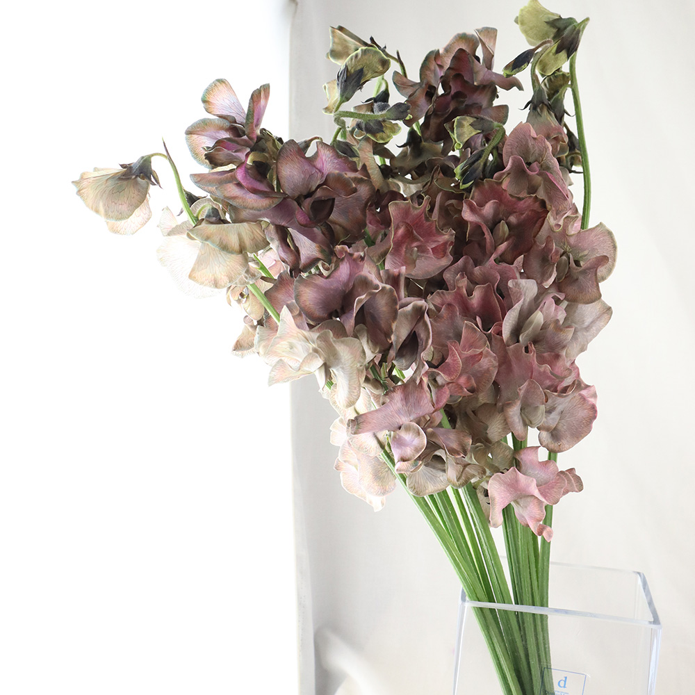 生花】岡山県船穂のスイトピー カモフラージュ - 花材通販はなどんや