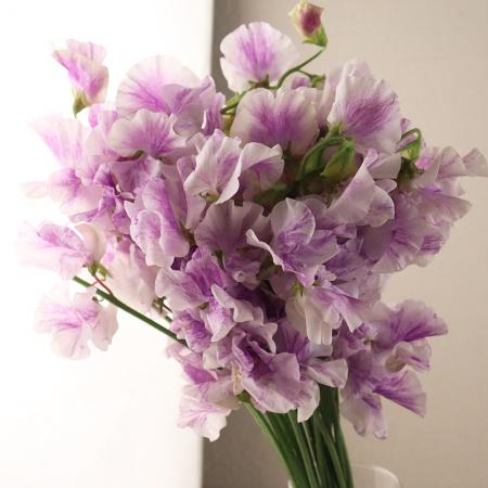 【08直前!】スイトピー　スプラッシュパープル　4P2L　曽根花園芸