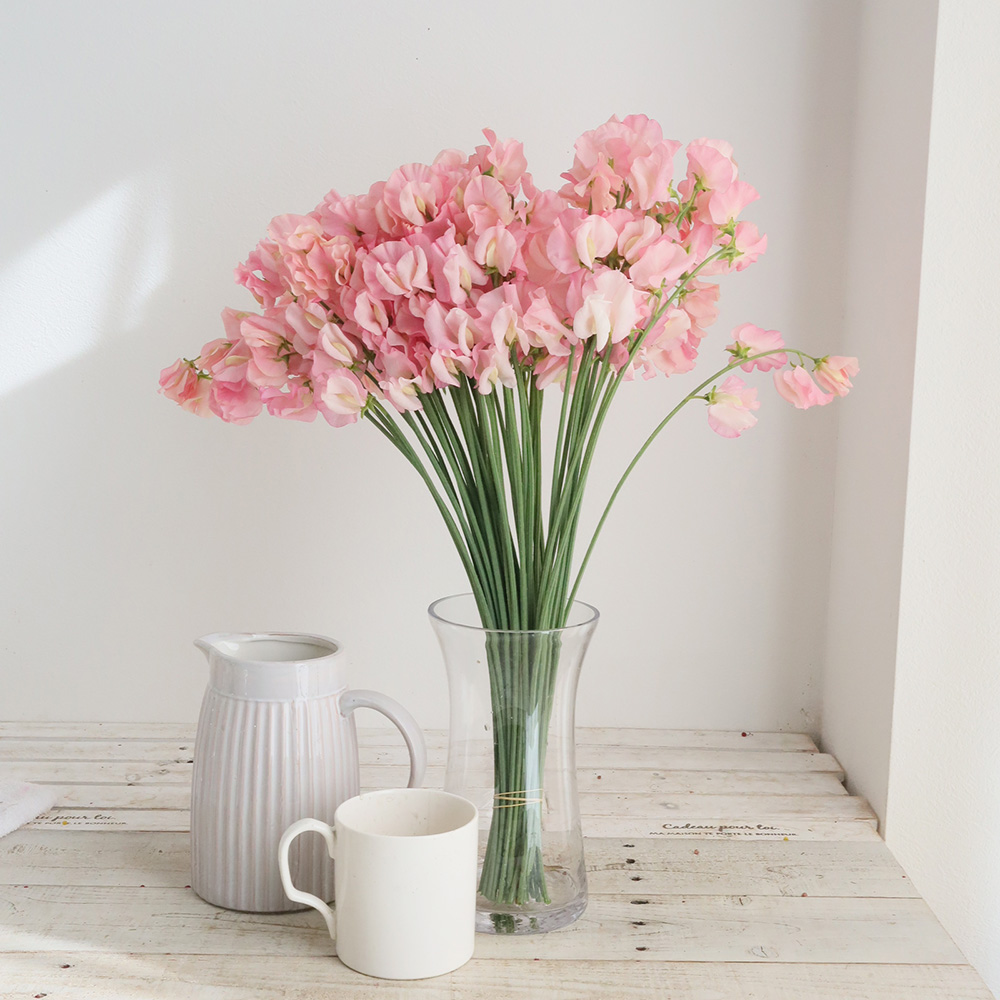 08直前!】スイトピー たきひめ(ピンク)4P2L JA尾鈴 - 花材通販はなどん