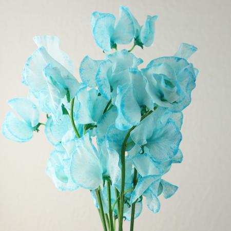 【生花】スイトピー　ミント(水色染め)松浦農園【早締切-22】