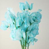 【生花】スイトピー　ミント（水色染め）松浦農園【早締切-22】