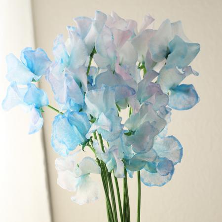 【生花】スイトピー　ライトグラン(染めブルー系)松浦農園【早締切-22】