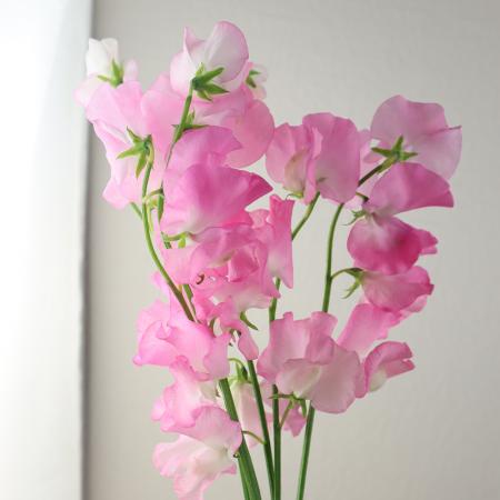 【生花】スイトピー　メリー(ピンク)　松浦農園【早締切-22】