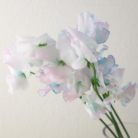【生花】スイトピー　フェアリー(染めピンク水色)松浦農園【早締切-22】