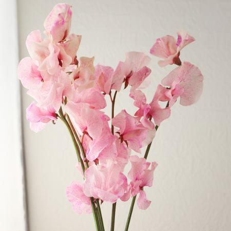 【生花】スイトピー　マーブル(アンティーク染め)松浦農園【早締切-22】