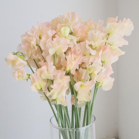 【生花】スイトピー　ピーチ(黄-橙染め)松浦農園【早締切-22】