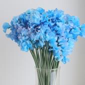 ※販売期間外※【生花】スイトピー グラン(染め青)松浦農園【早締切-22】