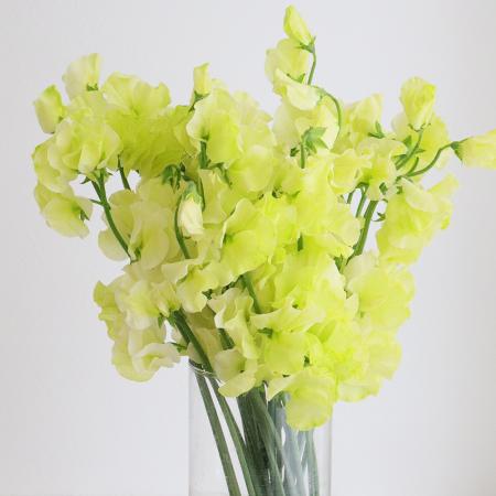 【生花】スイトピー　オリーブ(黄緑染め)松浦農園【早締切-22】