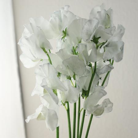 【生花】スイトピー　アッシュグレー(灰色染め)松浦農園【早締切-22】