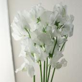 生花】スイトピー アッシュグレー(灰色染め)松浦農園【早締切-22