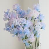 【生花】スイトピー　アッシュブルー（ブルー染め）松浦農園【早締切-22】