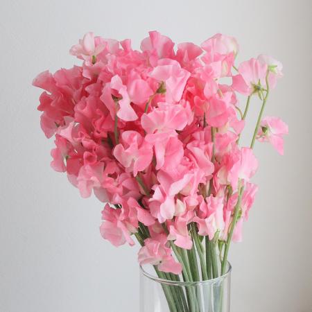 【生花】スイトピー　ももいろ(ピンク)松浦農園【早締切-22】