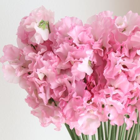 【08直前FJ】スイトピー　かぐや姫(ピンク)