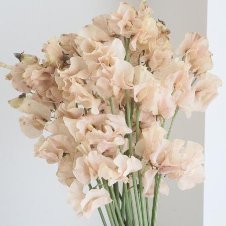 【08直前】新品種!岡山県船穂のスイトピー　ココアホイップ(染ブラウン)【生花】