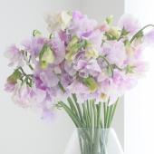【生花】スイトピー藤かすみ(ラベンダーホワイト絞り)4PL 【IT-22】 松浦農園ほか