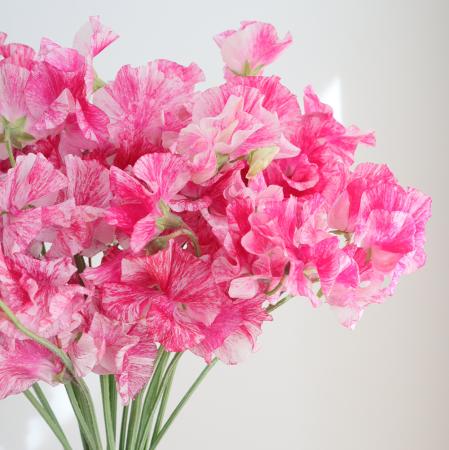 【生花】スイトピー恋かすみ(ピンク絞り)4PL【早締切-22】　松浦農園ほか