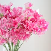 【直前!!】スイトピー恋かすみ（ピンク絞り）4PL　松浦農園ほか