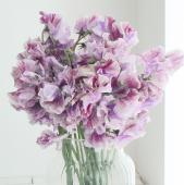 【生花】スイトピー詩かすみ(パープルえんじ絞り)4PL 【IT-22】 松浦農園ほか