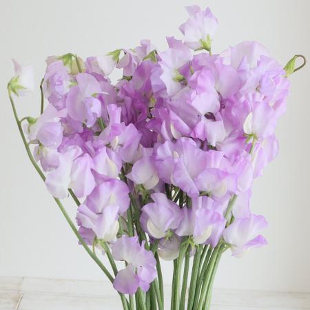 【生花】スイトピー　ペルシャンブルー(ピンクラベンダー) 【IT-22】　松浦農園ほか