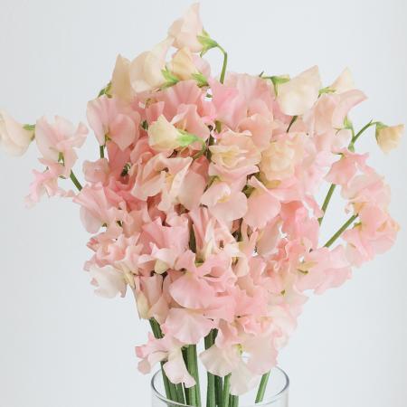 【08直前FJ】スイトピー　スーパーローラン (ピーチ系)佐賀県