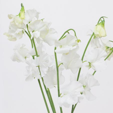 【生花】スイトピー　マロニエ(白)カクタ花農場【FJ】