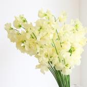 【生花】スイトピー ステラ(クリーム)【IT-22】