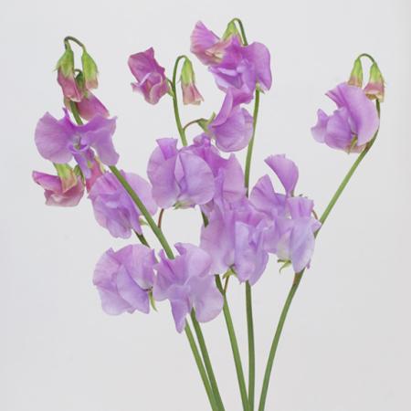 【生花】スイトピー　ブルー(うす紫)カクタ花農場【FJ】