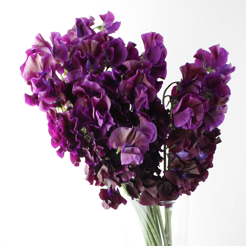 08直前FJ】スイトピー チョコ(濃い紫系)3PL 木下農園【FJ】 - 花材通販