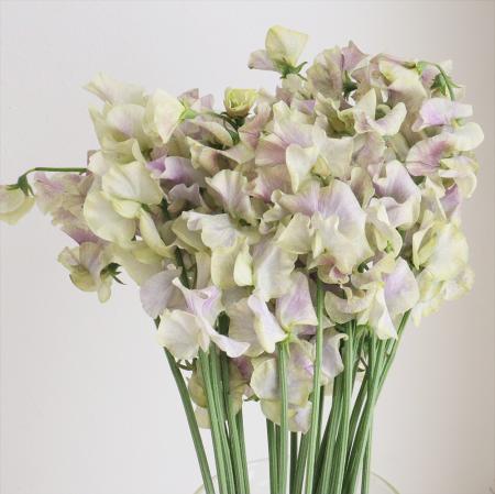 【生花】スイトピー　春来(ハルク)染め　松浦農園【早締切-22】