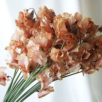 【生花】スイトピー　モカ(茶色・染め)　松浦農園【早締切-22】