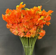 【生花】スイトピー　エリーオレンジ(染め)　松浦農園【早締切-22】