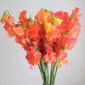 【生花】スイトピー　エリーオレンジ（染め）　松浦農園【早締切-22】