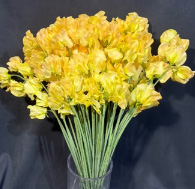 【生花】スイトピー　オードリー(黄橙・染め)　松浦農園【早締切-22】