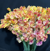 【生花】スイトピー　瑛炎(エイエン)染め　松浦農園【早締切-22】