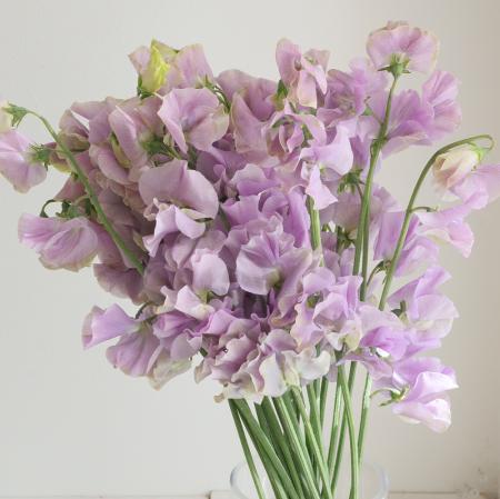 【直前!】スイトピー　ランティーク　染め　松浦農園