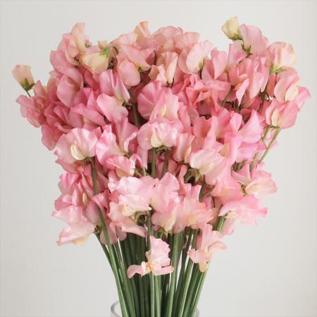 【直前!】スイトピー　モカ(ピンク)染め　松浦農園