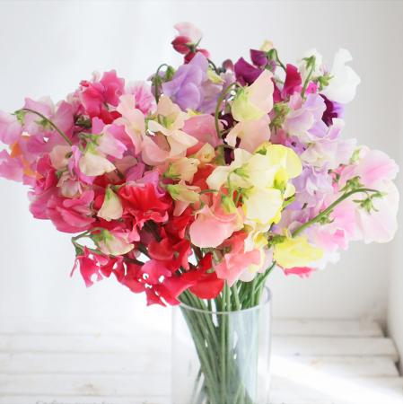 【生花】スイトピー　レインボーミックス　太陽農園【早締切-22】