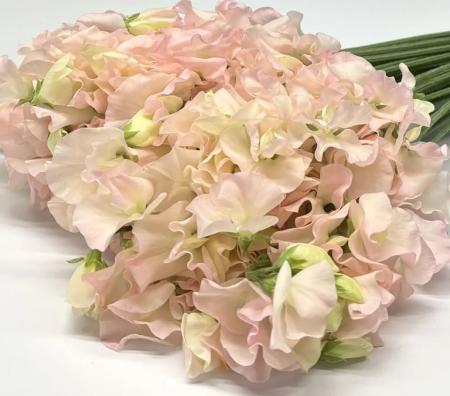 【生花】スイトピー　チェルシー(ピンク)太陽農園【早締切-22】