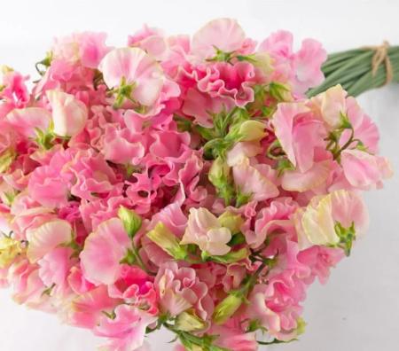 【生花】スイトピー　エステクィーン(ピンク)太陽農園【早締切-22】