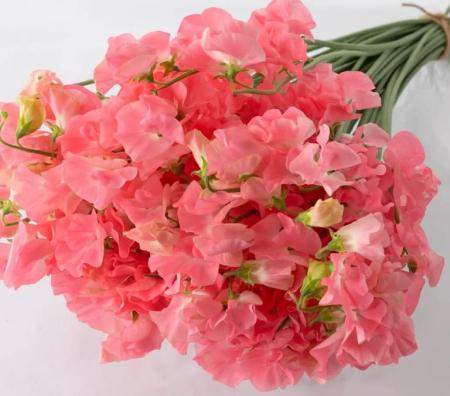 【生花】スイトピー　プリマベラ(ピンク)太陽農園【早締切-22】