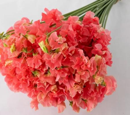 【生花】スイトピー　サーモン(ピンク)太陽農園【早締切-22】